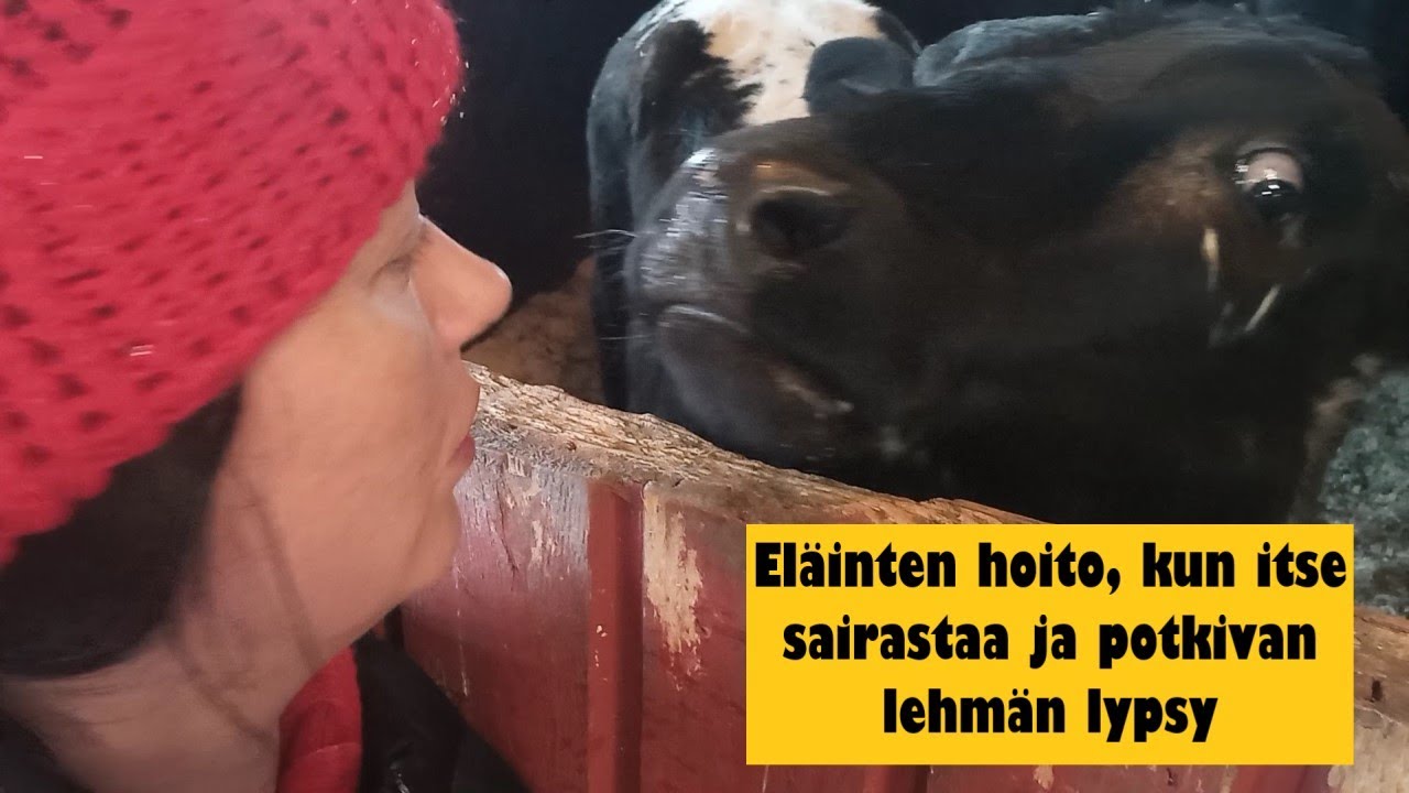 Omavaraistelija sairastaa 🤒 Ja kuinka lypsetään potkiva lehmä