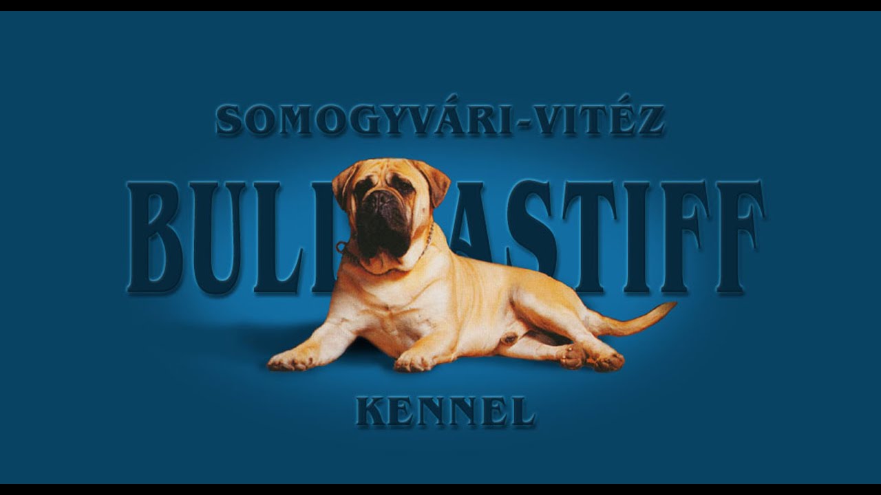 Bullmasztiff - Ebugatta - Centrum TV