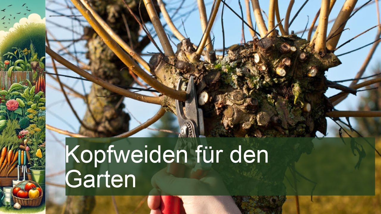Kopfweiden im Garten: Tipps zur Pflege und Gestaltung für ein einzigartiges Ambiente