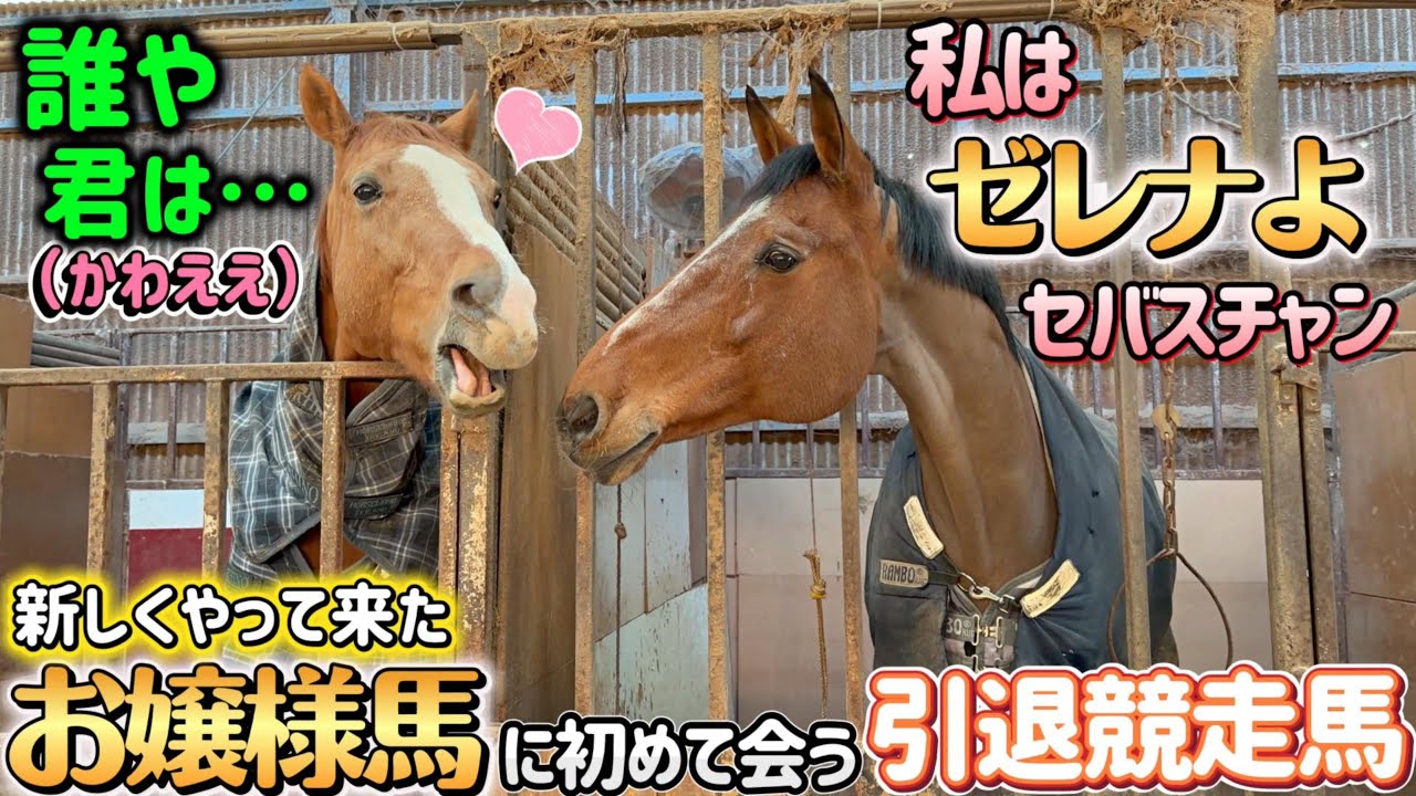 新しくやって来た美しすぎるお嬢様馬を初めて見た引退競走馬きんちゃんの反応がコチラ。2頭のやり取りが面白すぎました。【ツルマルボーイ様のシモベ】