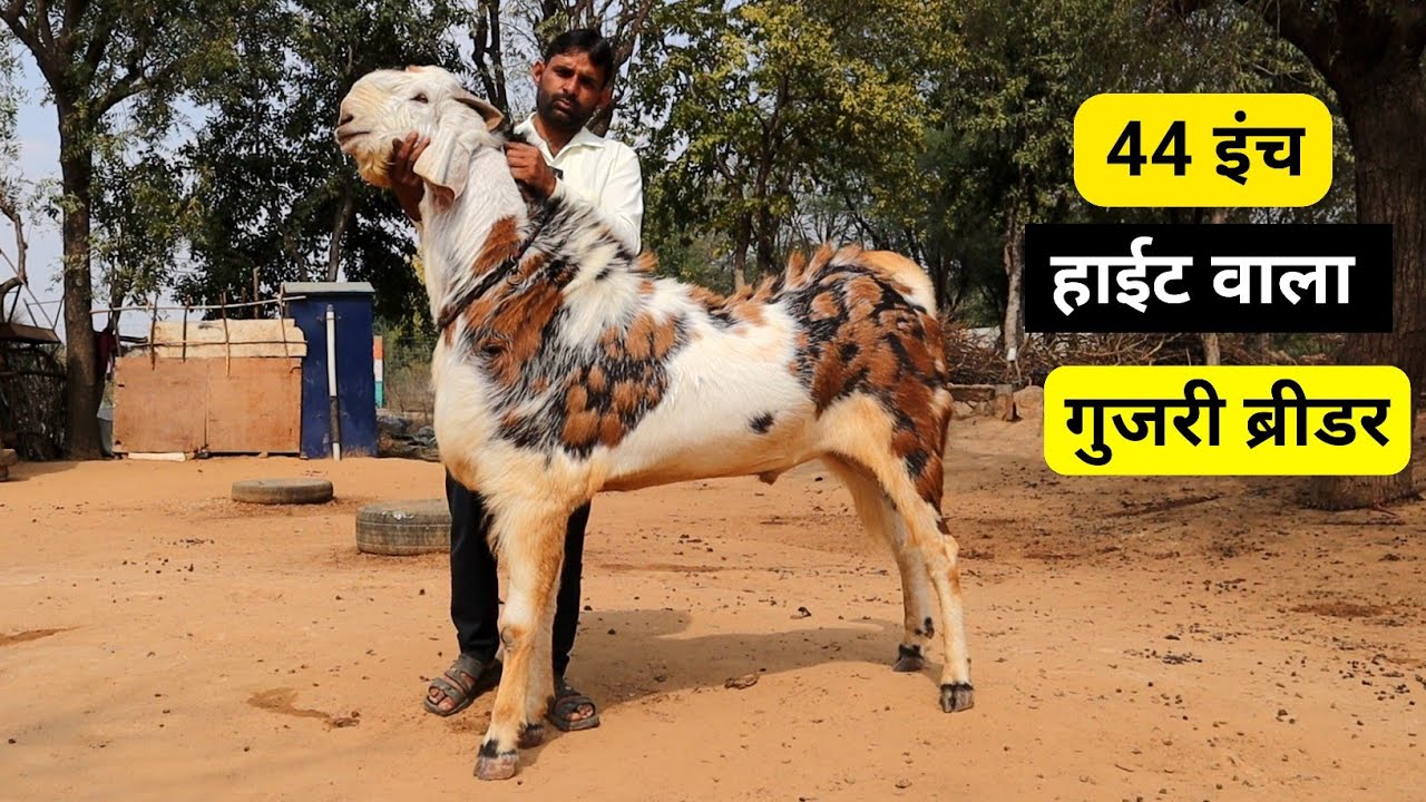 44 इंच हाइट में गुजरी बकरा | 44 inches tallest Gujri Goat