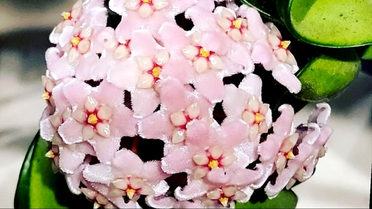 Make your Hoya Bloom easily tips and tricks