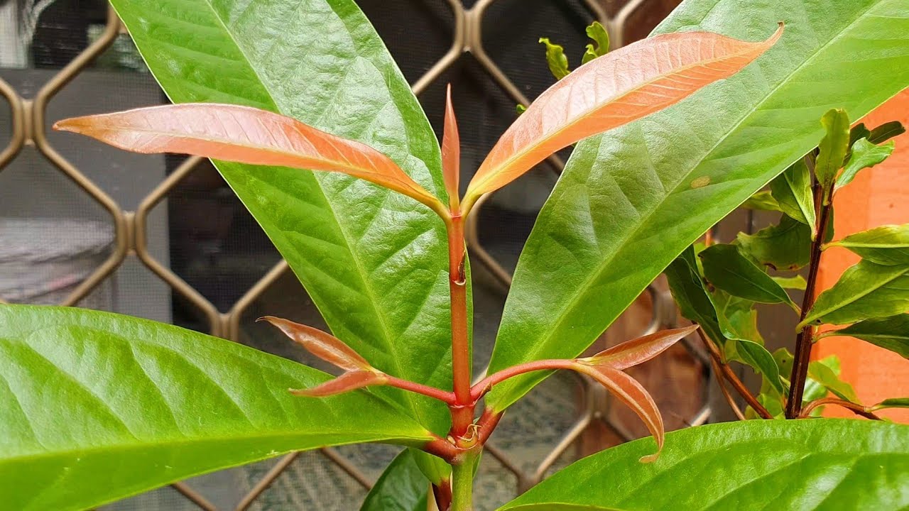 Autumn Tropicals From Daleys - feat. MALAY Apple