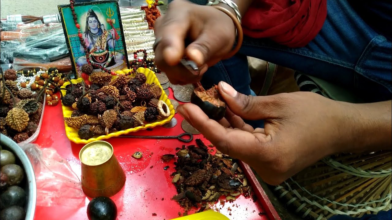 Buying original 2 mukhi rudraksha with whole fruit 🍑 with skin from Tarapith Temple