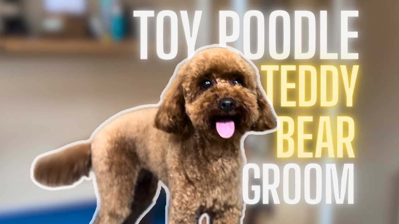Turn Your Toy Poodle Into a Teddy Bear 🐻 | Cute & Simple Grooming Tutorial