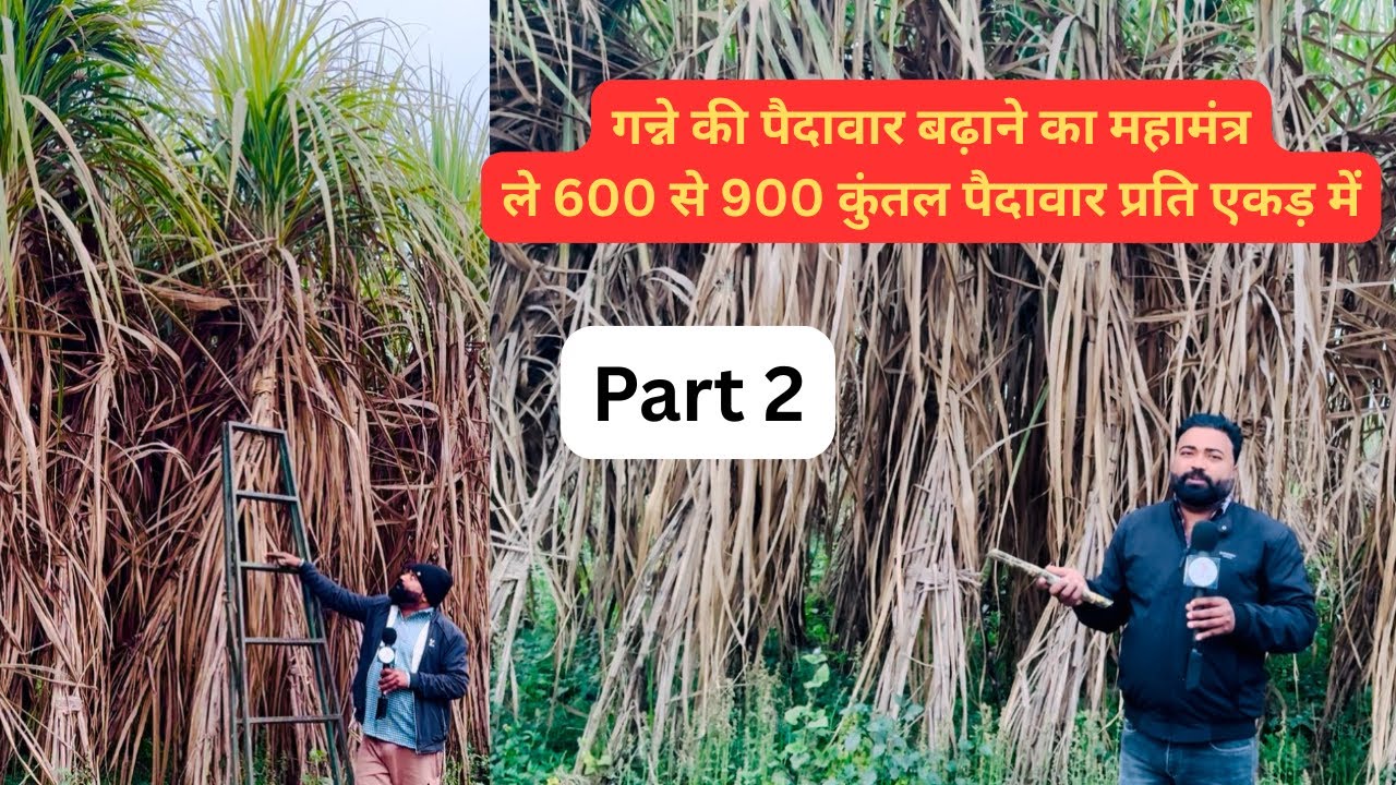 गन्ने का पैदावार कैसे बढ़ाये जानें महामंत्र | Part 2 | How to increase sugarcane yield | Grewal Agro