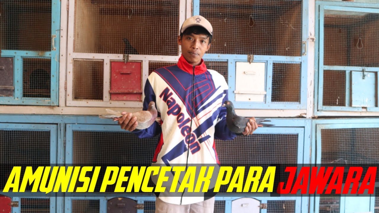 INDUKAN MERPATI BALAP TEAM NAPOLEON SOLO