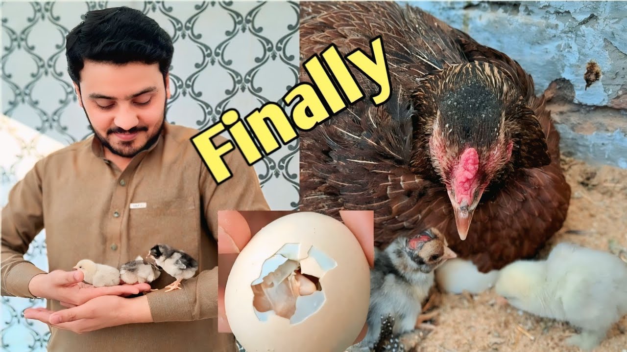 FINALLY WAIT IS OVER 😍 WELL COME TO CUTE BABY CHICKS 🐣