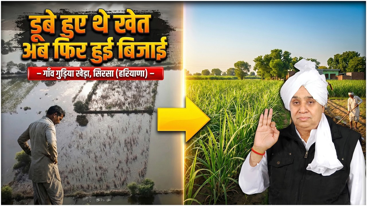 बाढ़ से तबाह गाँव गुड़िया खेड़ा, सिरसा (हरियाणा) के खेतों में फिर लौटी हरियाली || Gudiya Khera