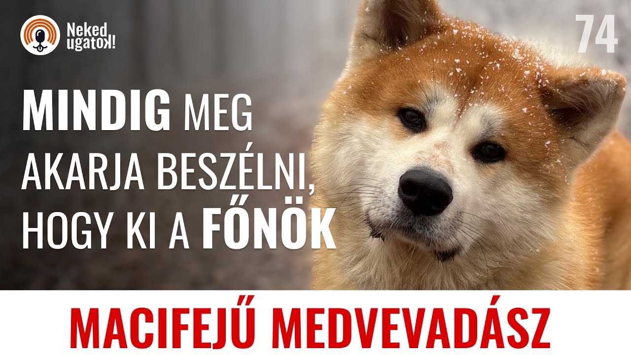 Japán AKITA fajtabemutató | #74