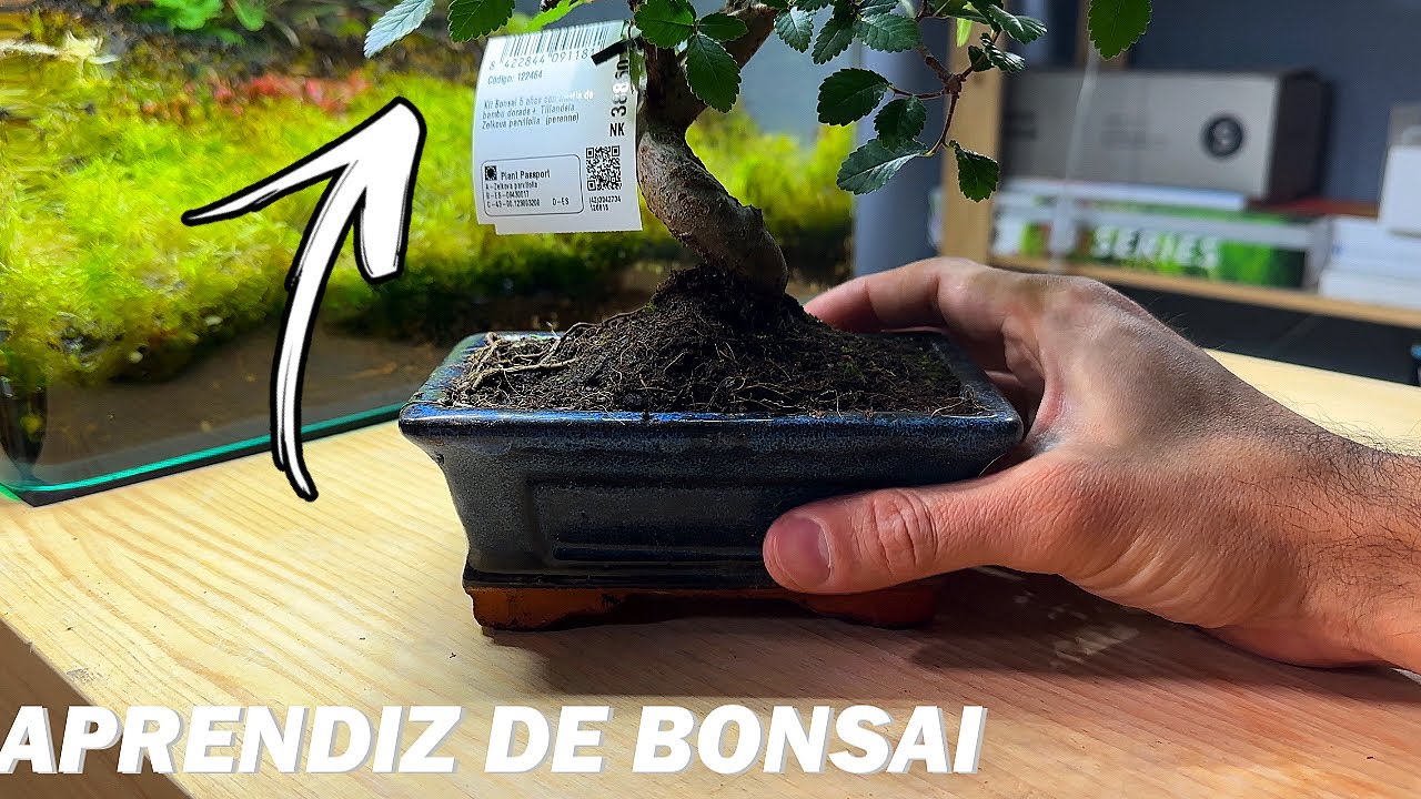 UN BONSAI PARA LA FISHROOM, TENGO PLANES PARA EL 🤣 / RESUMEN Nº353