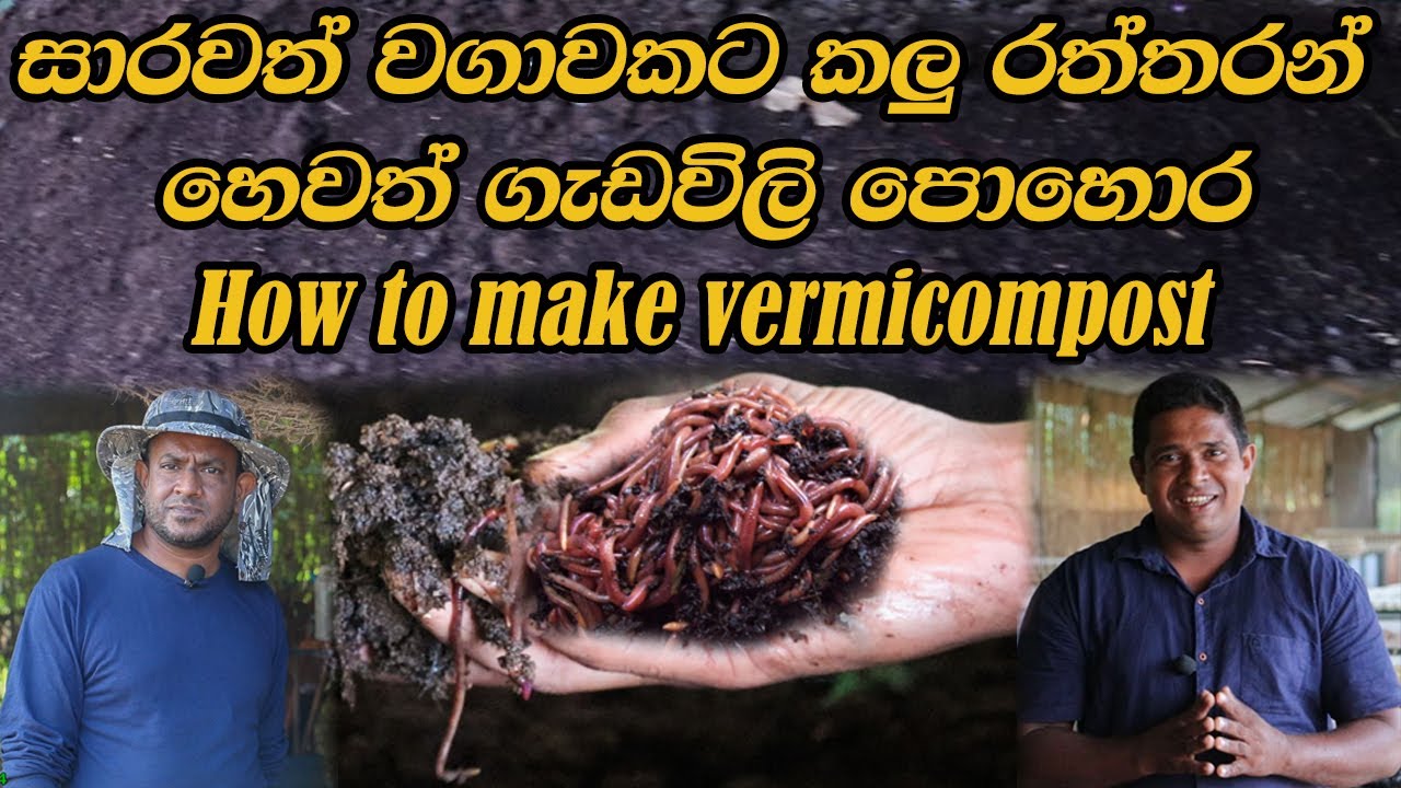 How to make vermicompost sinhala සාරවත් වගාවකට කලු රත්තරන් හෙවත්  ගැඩවිල් පොහොර gedavil pohora
