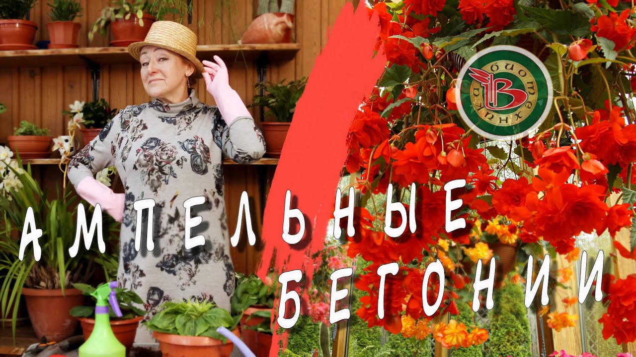Тайны выращивания ампельной бегонии.