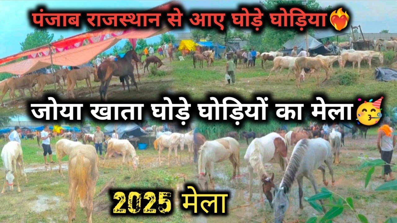 जोया खाता मेले में आए राजस्थान और पंजाब के घोड़े घोड़िया🥳 किसान भाई भी लेकर गए घोड़े घोड़िया ‼️मेला