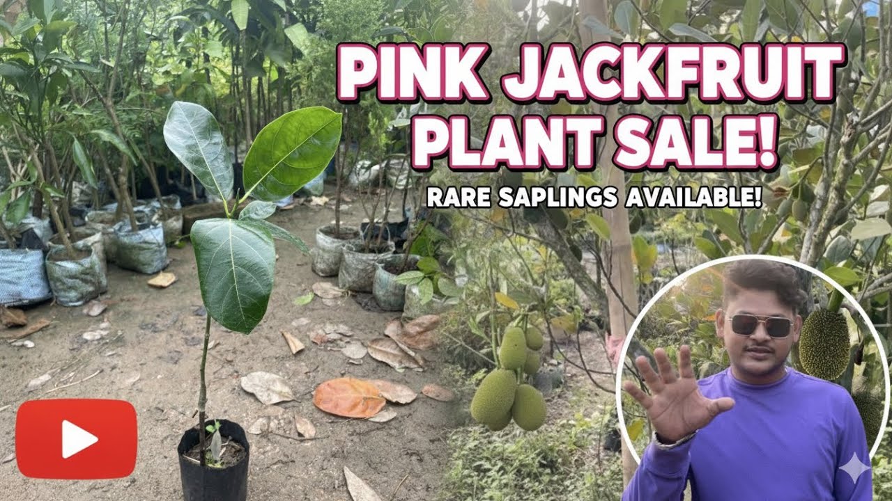 🪴 Rare Pink Jackfruit Plant Sale – Get Yours Now! 🪴 