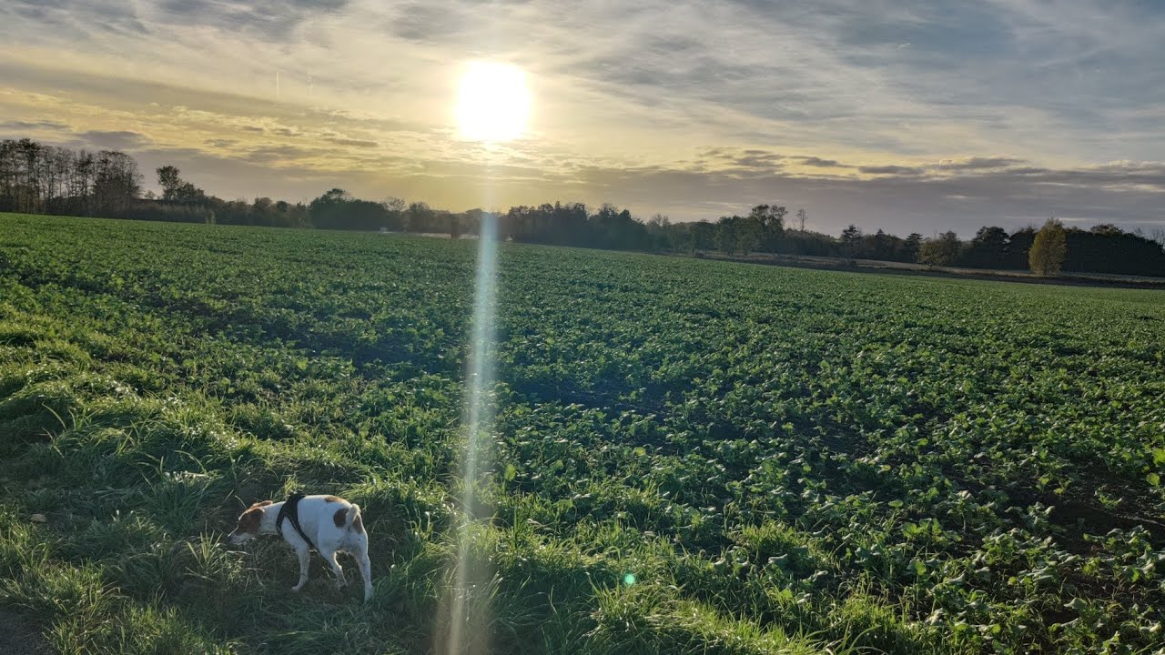 Danish-Swedish Farmdog on the Danish countryside.