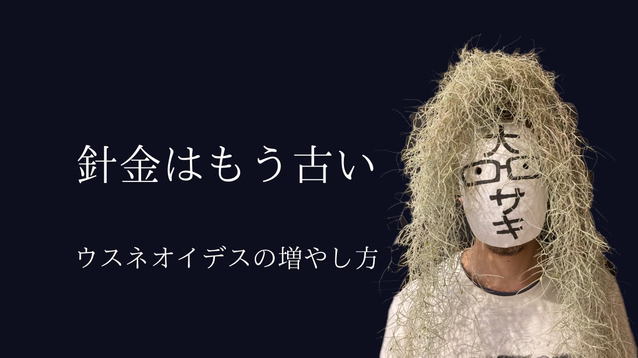100均の材料でウスネオイデスを育てよう、増やそう。