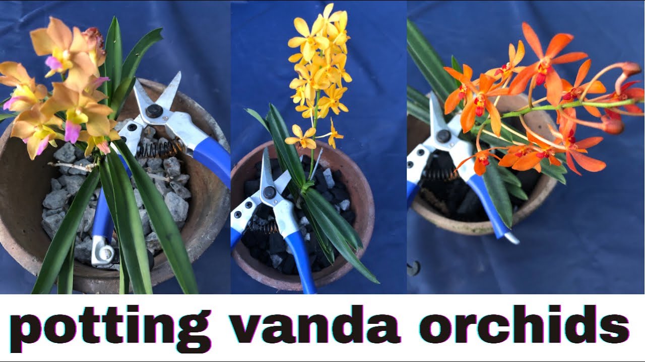 Potting vanda orchids | repotting ascocentrum | replanting vanda hybrids | #orchidcare