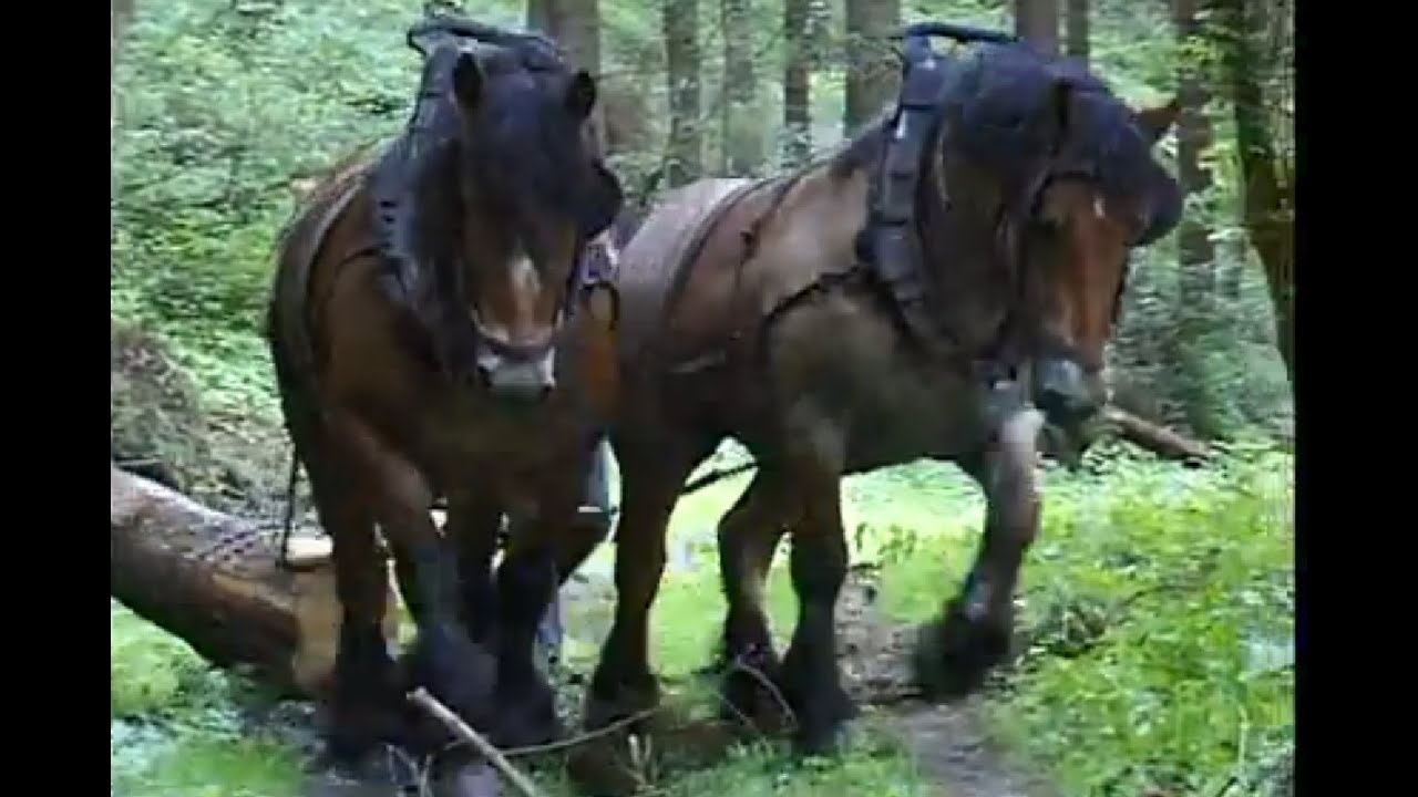 Strong Belgian Draft Horses-Horses Moving Logs