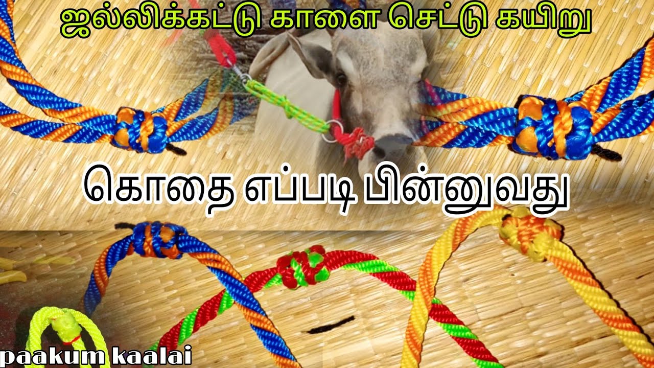 கொதை பின்னுவது எப்படி ஜல்லிக்கட்டு மாடுகளுக்கு
