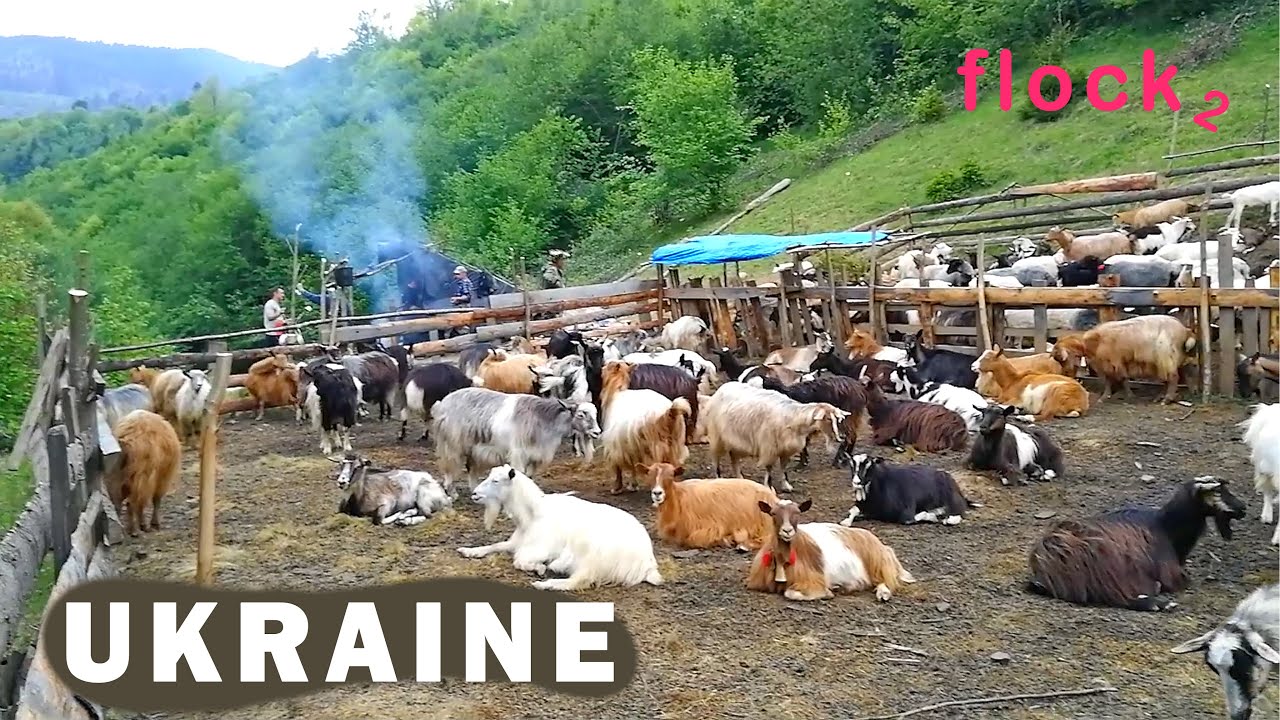 A HERD OF GOATS AND SHEEP. Transcarpathia, Ukraine. part 2