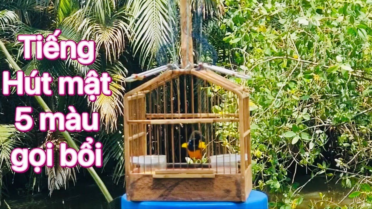 Tiếng chim hút mật 5 màu mồi dùng đi bẫy