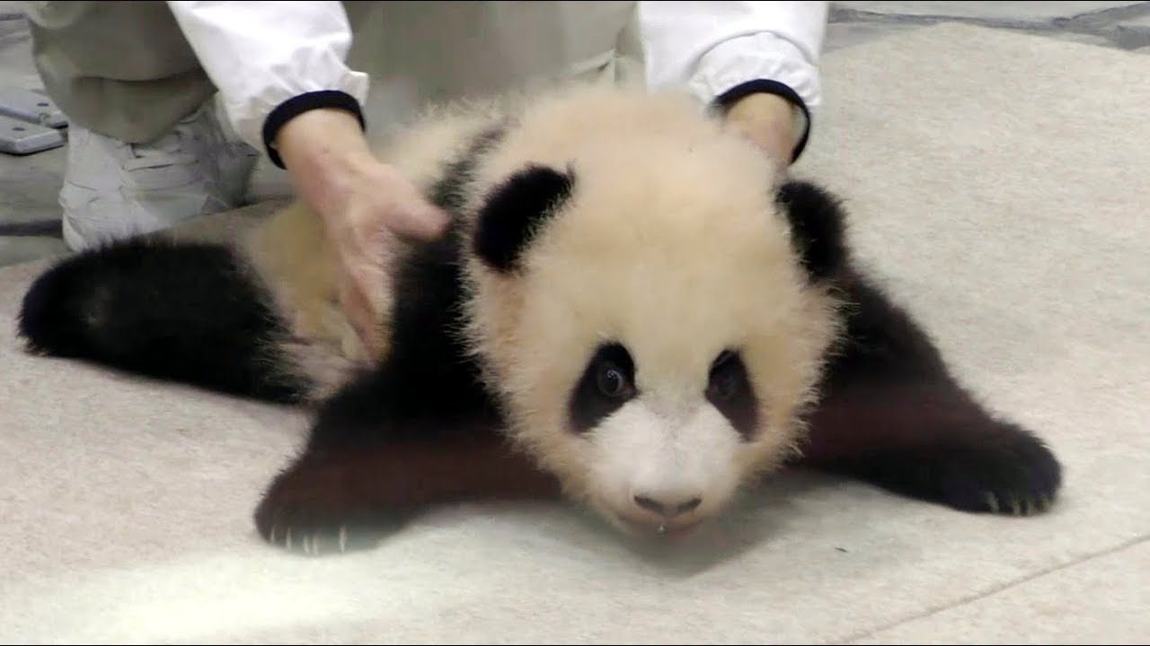 【動くぬいぐるみ💖】ハイハイ🐼這い出るベビ浜✨【赤ちゃんパンダ】Giant Panda Baby