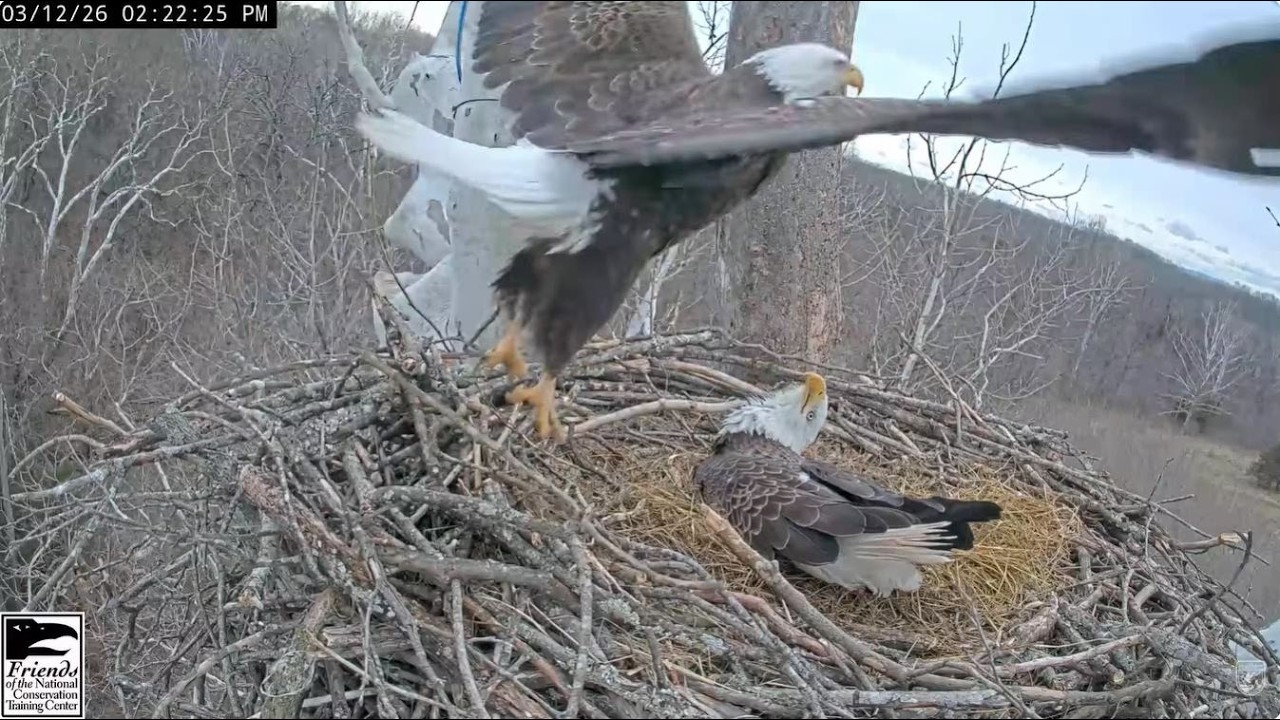 March 12 2026 Switch from Bella to Scout Windy Conditions NCTC Bald Eagles