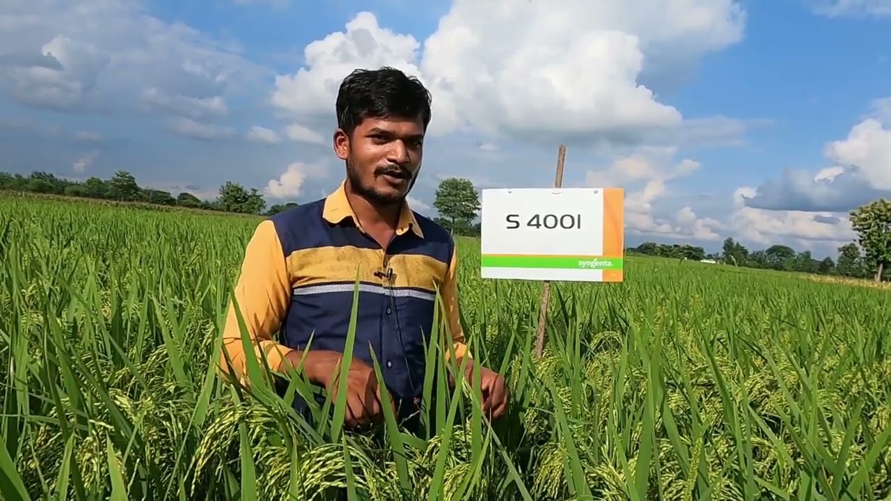 Syngenta S4001 अच्छी फसल, मोटे दाने, कम पानी में भी भरपूर पैदावार।