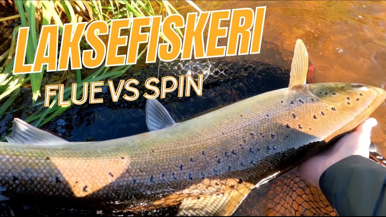 LAKSESÆSONEN 2024 + ALLE JERES SEPTEMBER FANGSTER!! // NATURNØRD 633