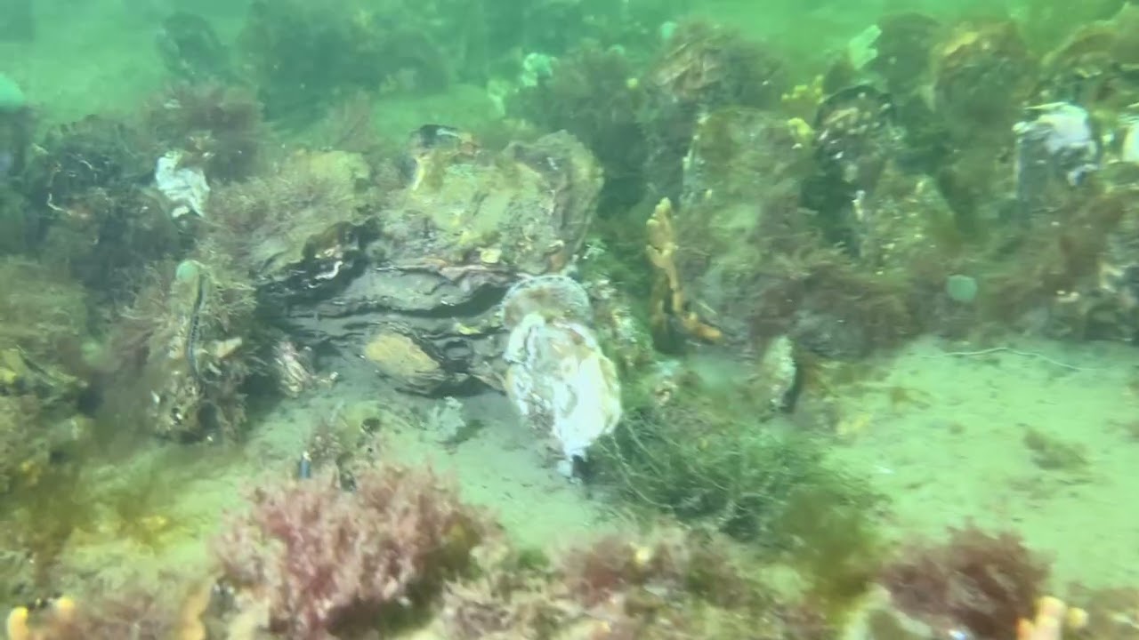 Dreischor winter diving