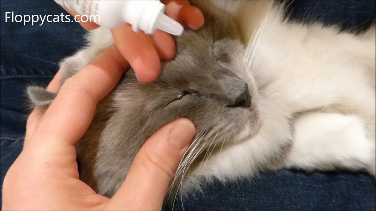 How To Apply Cat Eye Drops - How to Put Eye Drops in a Difficult Cat  - Can't Give Cat Eye Drops
