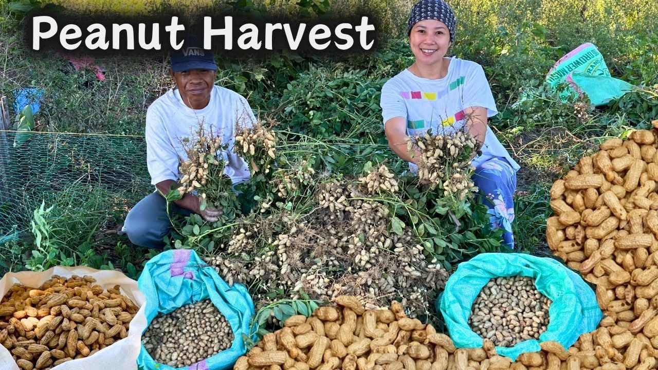 Ang daming naharvest na Manï sa Bukid | PEANUT HARVEST | BUHAY PROBINSYA