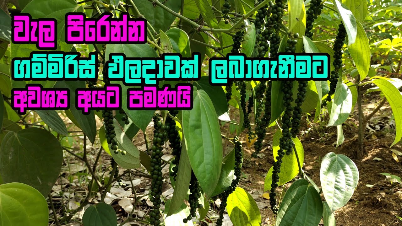 ගම්මිරිස් වගාවක් නිවැරදිව සිදුකරමු  | Gammiris Wagawa | Pepper vines |  black pepper sri lanka