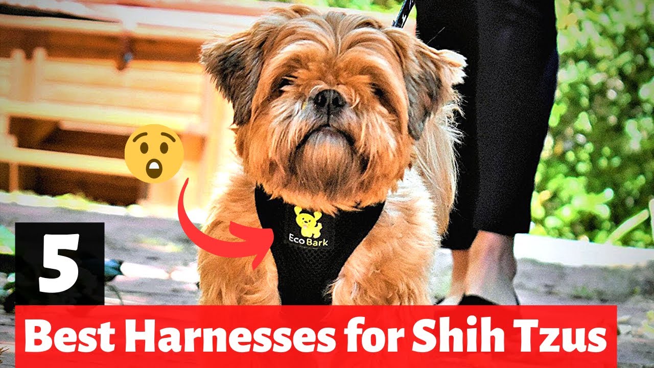 5 Best Harnesses for Shih Tzu's | Which Dog Harness is the best for you?