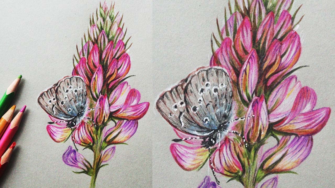 Drawing Flowers and Butterfly in Color Pencils | Butterfly drawing | How to draw flowers
