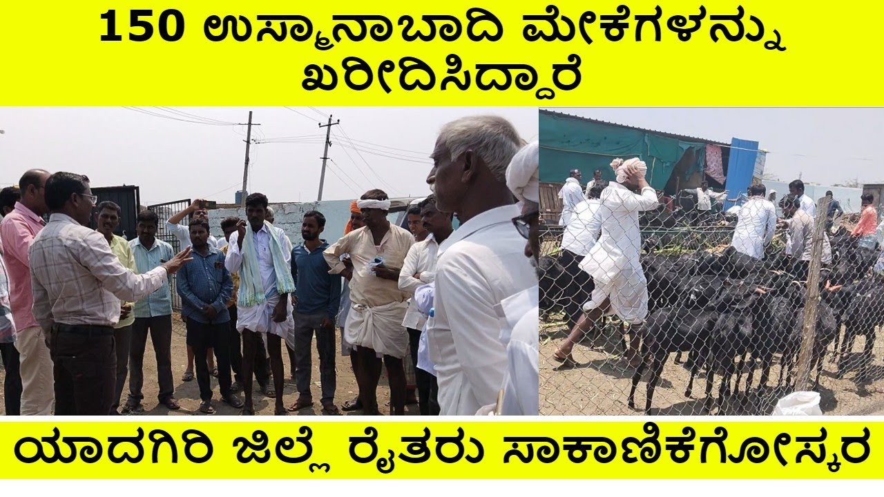 150 ಉಸ್ಮಾನಾಬಾದಿ ಮೇಕೆಗಳನ್ನು ಖರೀದಿಸಿದ್ದಾರೆ | ಯಾದಗಿರಿ ಜಿಲ್ಲೆ ರೈತರು ಸಾಕಾಣಿಕೆಗೋಸ್ಕರ Lucky goat farm #goat