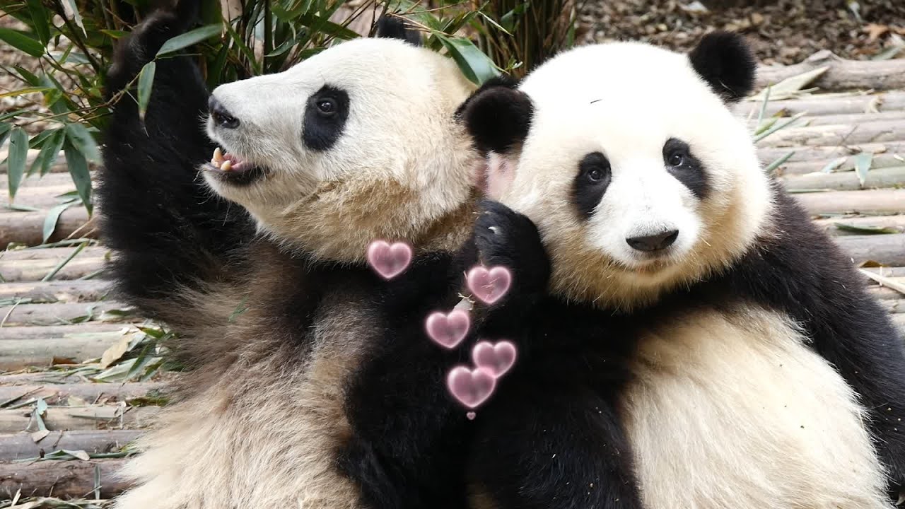 Sweet moment of 🌸HeHua & ☘️HeYe leaning on each other 💖💖