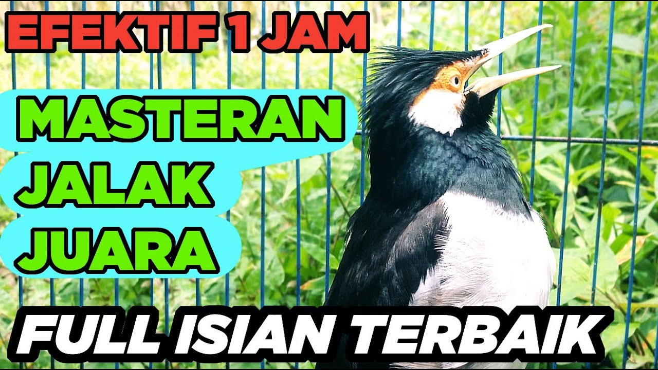 Jalak Suren Malam Hari Gacor Full Isian Tembakan Mewah Suara Unik Jernih