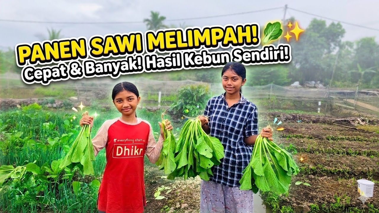 ALHAMDULILLAH PANEN SAWI LAGI DI BANTU KAKAK DAN ADIK 