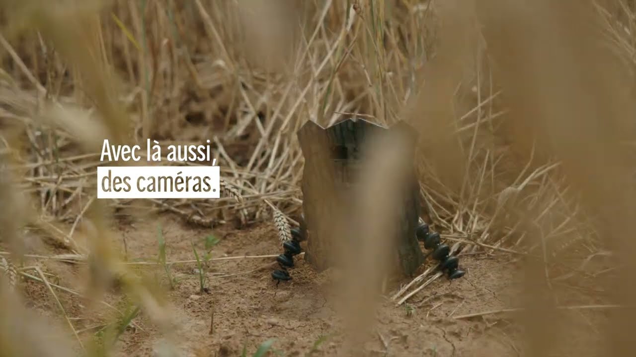 Le hamster, le bioduc et l’autoroute