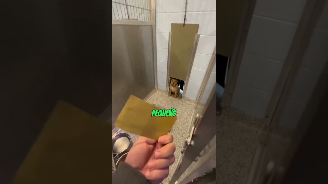 La reacci&oacute;n de un PERRO al ser ADOPTADO❤️