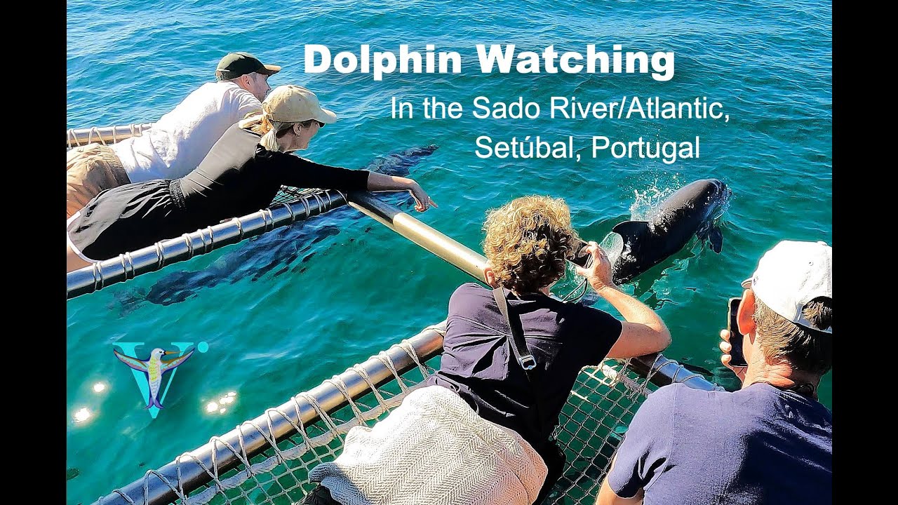 Dolphin watching in the Sado River/Atlantic, Setúbal, Portugal