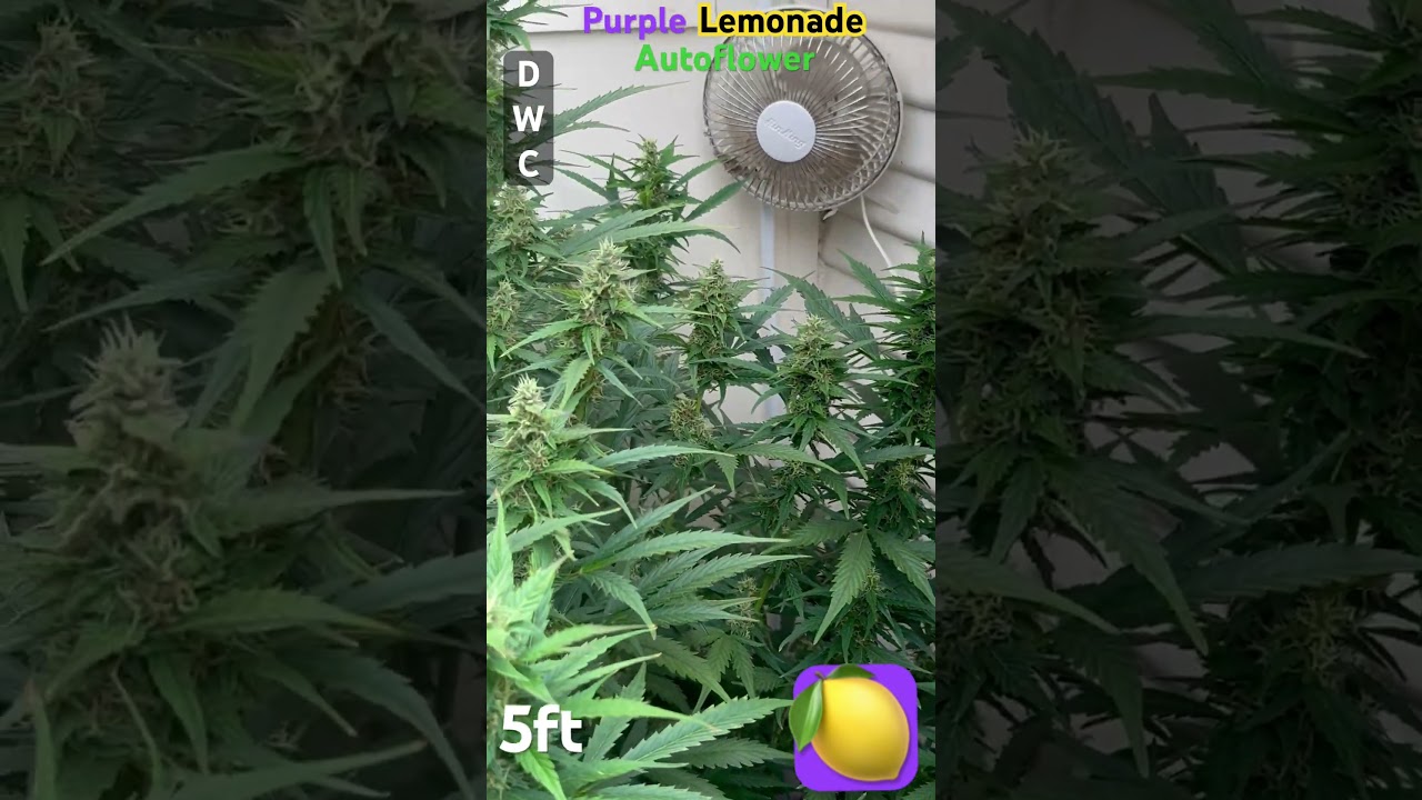Purple lemonade strain! 5ft&hellip; #purplelemonadestrain #grownright #autoflower #grow