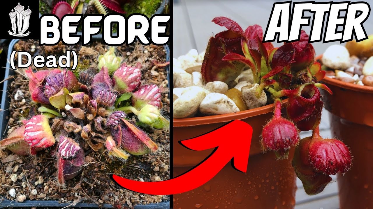How to Repot a Cephalotus - Albany Pitcher Plant