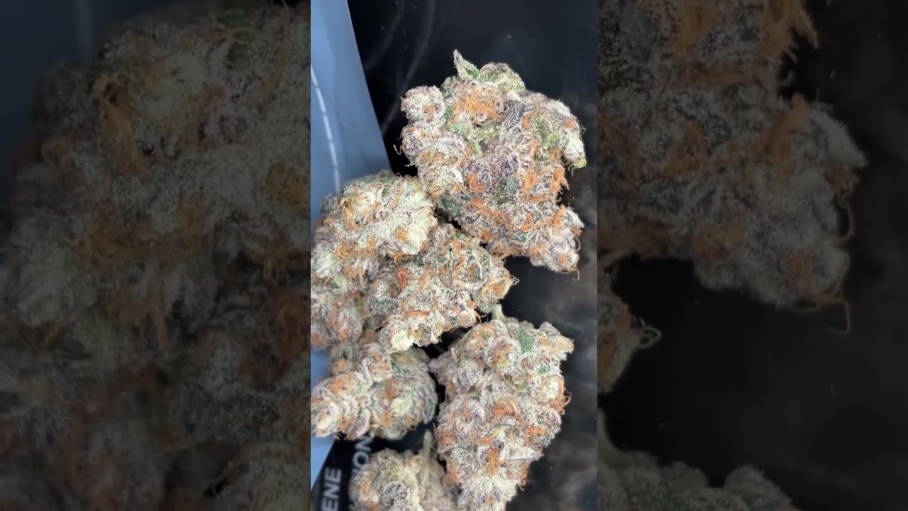 Cookies seedbank Hollywood&hellip; 2 pounds out the 3x3!! (Only 1 n 7 oz of it in the video)