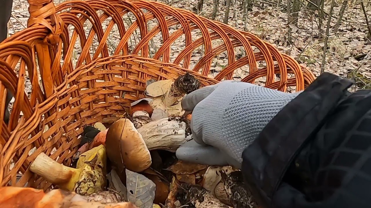 Грибы 17 октября 2021 Днепропетровская область Украина