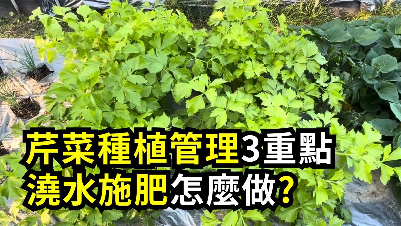 種芹菜如何保持鮮嫩不老?掌握3個管理重點，芹菜可以吃得久 | 阿星種植