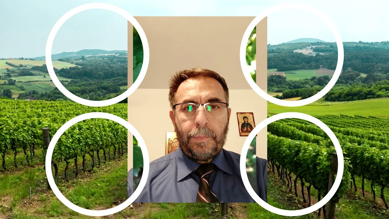 Lazo Magistrala- Grozdje NOVO 2026
