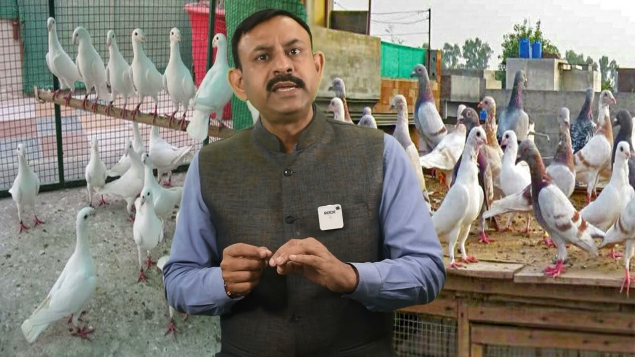 कबूतरों को ट्रेनिंग कैसे दे || कबूतरों के उड़ने की क्षमता कैसे बढाये || Dr Nagender Yadav
